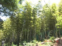 -上海佘山国家森林公园西佘山园