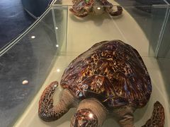 -昆明动物博物馆