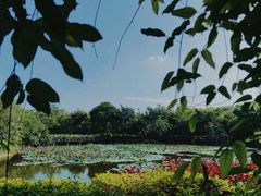 -大屏嶂森林公园