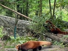 -都江堰中华大熊猫苑