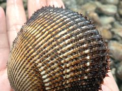 毛蚶子-青石桥市场北1-27号