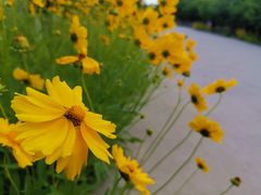 -永定河休闲森林公园