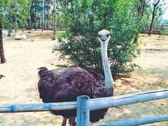 -大连森林动物园