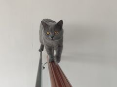 -Catmate·猫肥家润(金润铂宫店)