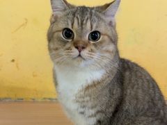 -喵小馆·猫咖狗咖猪咖·饮品店