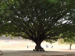-莲花山公园