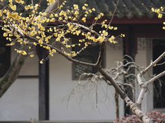 -香雪海