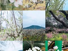 -树山生态村