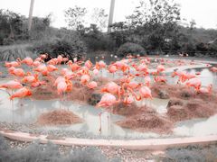 -新加坡飞禽公园