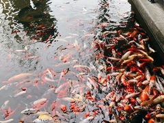 -乐山乌木文化博览苑