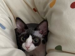 -pd派德宠物中心医院24H急重症·眼科中心·血液透析中心(嵩山北路店)