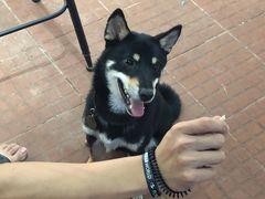 -柴犬高等学院·狗咖·柴犬售卖·宠物训练