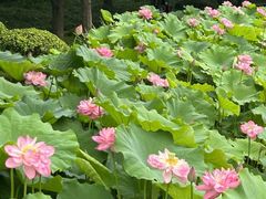 -陈家山荷花公园