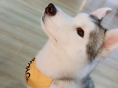 -Husky Go! 哈士奇体验馆·宠物咖啡厅狗咖