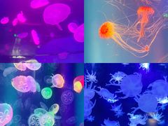 -海合安成都极地海洋公园