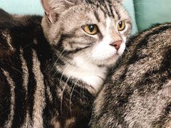 -爱妮康宠物医院·干细胞免疫细胞·肿瘤·心脏(张江店)