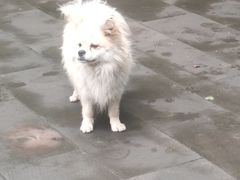 -百年老扣碗(沙坪坝店)