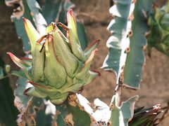 -蔡氏古民居建筑群