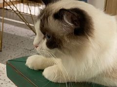 -喵喵咪呀布偶猫咖(春熙路店)