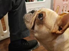 -柯斗斗主题餐厅·狗咖·围炉煮茶·茶饮(国瑞升平里店)