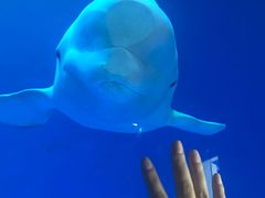 -芜湖新华联大白鲸海洋公园