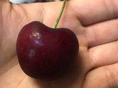 -菜园坝水果市场