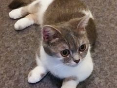 -猫色咖啡·猫咖