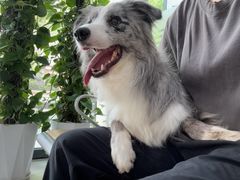 -凯瑞希宠物医院·狂犬免疫·微创·皮肤科