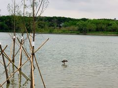 -海珠湖公园
