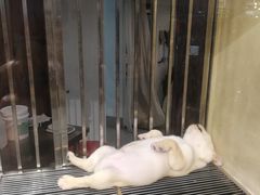 -宠物世家(仲盛世界商城店)