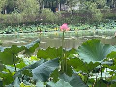 -滨湖塘西河公园