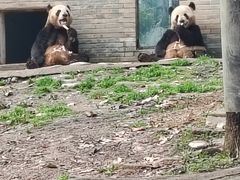 -都江堰中华大熊猫苑