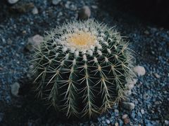 -丽江植物园