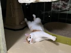 -联合动物医院(光谷诊疗中心)
