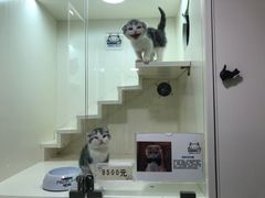 -十年猫舍·猫咪专门店(普陀店)