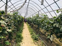 -马陆小张葡萄园农家乐