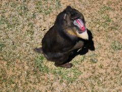 -西霞口神雕山野生动物世界