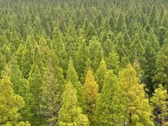 -黄海国家森林公园