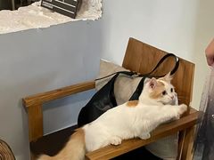 -J Create城市露营咖啡·简餐·宠物(上海动物园店)