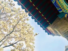 -天津大悲禅院