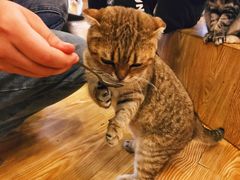 -萌喵咖啡屋(人民东路4号口M16商铺店)