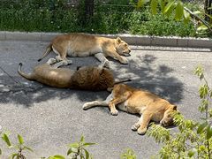 -大连森林动物园