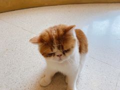 -飞行喵MR PILOT|猫舍·猫咖(静安大融城店)