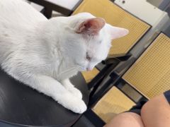 -琪喵猫屋·撸猫猫咖·猫舍