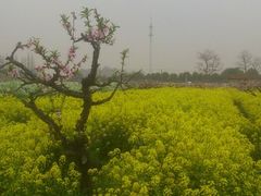 android_upload_pic-南汇桃花村