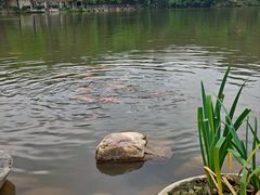 -深圳仙湖植物园