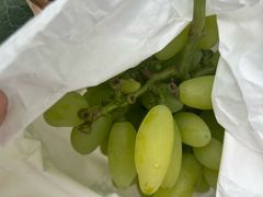 -马陆小张葡萄园农家乐