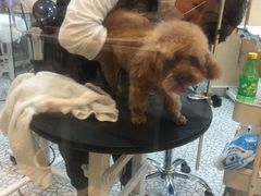 -momokira米努特·德文卷毛猫·棉花面纱犬