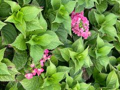 -龙口南山旅游景区