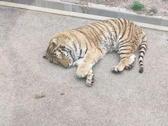 -大连森林动物园